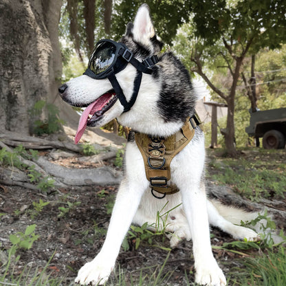 Doggy Goggies